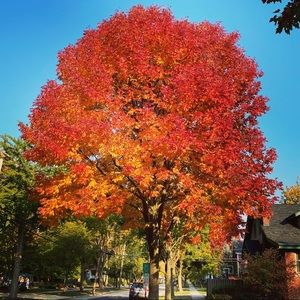 Meet your Posher, Daisy